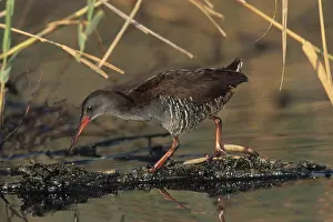 African Rail (Rallus caerulescens)
