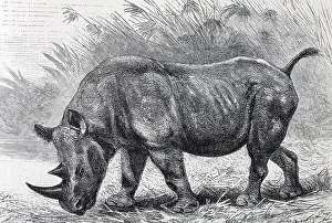 African Rhinoceros (Rhinoceros bicornis)