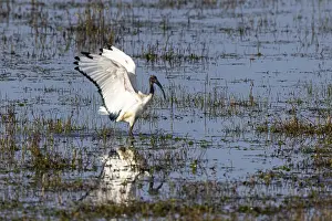 African Sacred Ibis (Threskiornis aethiopicus)