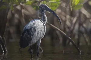 African Sacred Ibis (Threskiornis aethiopicus)
