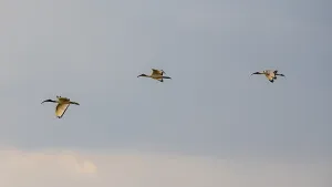 African sacred ibis (Threskiornis aethiopicus)