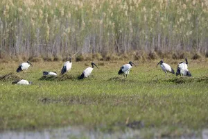 African sacred ibis (Threskiornis aethiopicus)