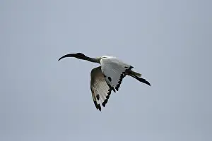 African sacred ibis (Threskiornis aethiopicus) on the banks of the Okavango River