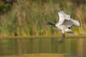 African Sacred Ibis (Threskiornis aethiopicus) flying