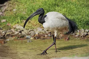 African sacred ibis (Threskiornis aethiopicus) or Pharaoh's Ibis