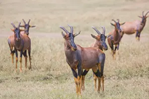 African Safari in Masai Mara National Park