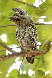 African Scops Owl (Otus senegalensis)