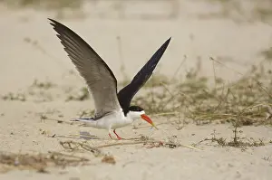 African Skimmer (Rynchops flavirostris)