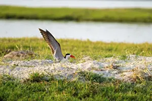 African Skimmer (Rynchops flavirostris)
