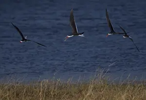 African Skimmer (Rynchops flavirostris) flying over the Chobe River