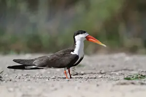 African skimmers (Rynchops flavirostris)
