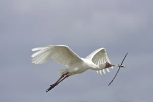 African Spoonbill (Platalea alba)