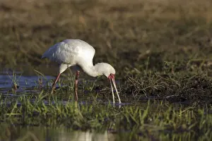 African Spoonbill (Platalea alba) foraging