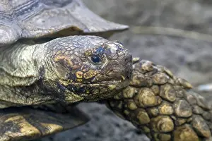 African Spurred Tortoise (Geochelone sulcata) Sulcata Tortoise