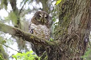 African tawny owl (Strix woodfordii)