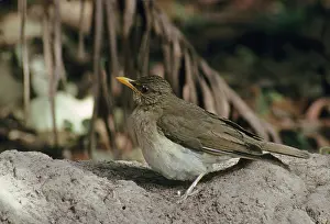 African thrush (Turdus pelios) Songbirds