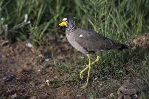 African wattled lapwing (Vanellus senegallus)