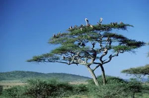 African White-backed Vultures (Gyps africanus) on Acacia tree