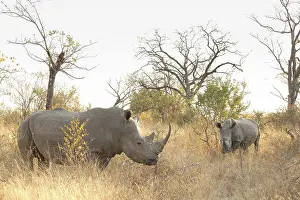 African White Rhino on safari in a South African Game Reserve