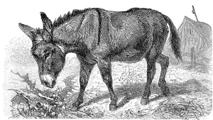 The African wild ass (Equus africanus) or African wild ass is a wild member of the horse family Equidae