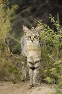 African wild cat, (Felis lybica)