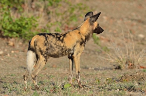 African Wild Dog, African Hunting Dog or African Painted Dog (Lycaon pictus)