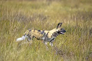 African wild dog (Lyacon pictus) Botswana