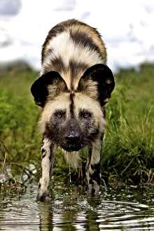 African Wild Dog (lycaon pictus)