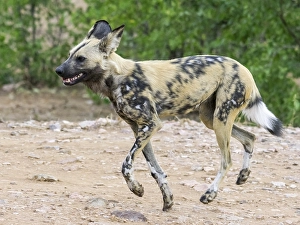African Wild Dog (Lycaon pictus)