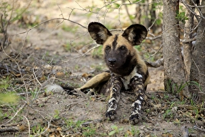 African wild dog (Lycaon pictus)