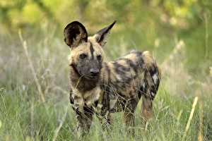 African Wild Dog (Lycaon pictus)