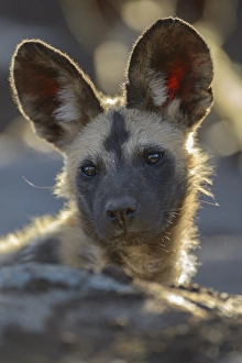African wild dog (Lycaon pictus)