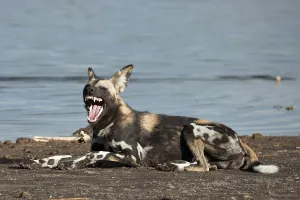 African Wild Dog (Lycaon pictus)