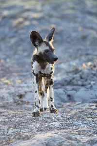African wild dog (Lycaon pictus)