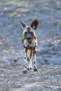 African wild dog (Lycaon pictus)
