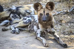 African wild dog (Lycaon pictus)
