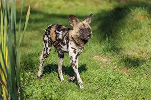 An African Wild Dog, Lycaon pictus