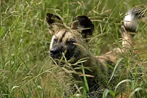 African Wild Dog (lycaon pictus)
