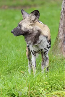 An African wild dog, Lycaon pictus