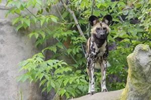 An African Wild Dog, Lycaon pictus