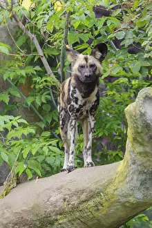 An African Wild Dog, Lycaon pictus