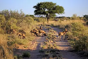 African Wild Dog (Lycaon pictus)