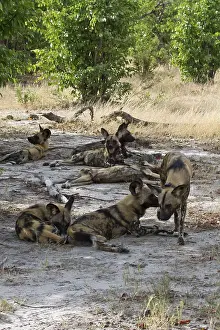 African wild dog (Lycaon pictus)