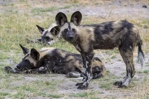 African wild dog (Lycaon pictus)