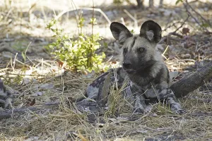African Wild Dog (lycaon pictus)