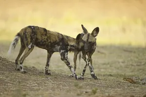 African Wild Dog (Lycaon pictus pictus) two adults