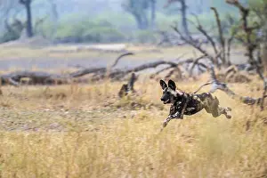 African wild dog (Lycaon pictus) running