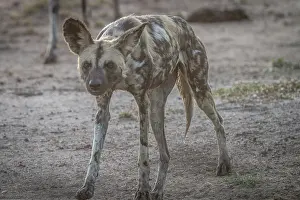 An African wild dog walking towards the camera in the Sabi Sand Game Reserve