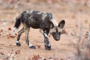 African wild dog in the wilderness of Africa