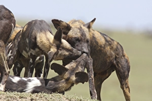 African Wild Dogs (Lycaon pictus)